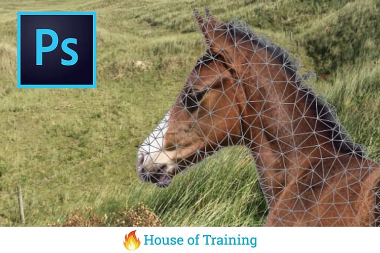 In deze online cursus leer je Selecteren en transformeren Photoshop