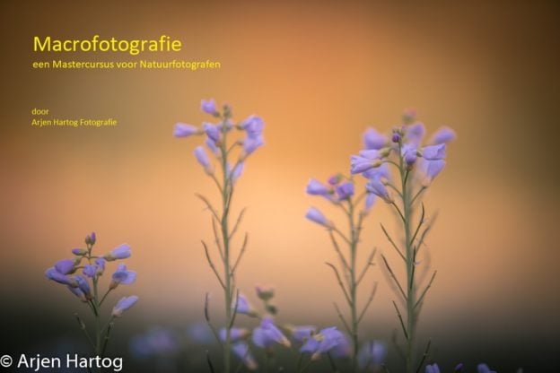 In de online cursus Macrofotografie leer je prachtige dichtbij foto's maken van dieren en natuur