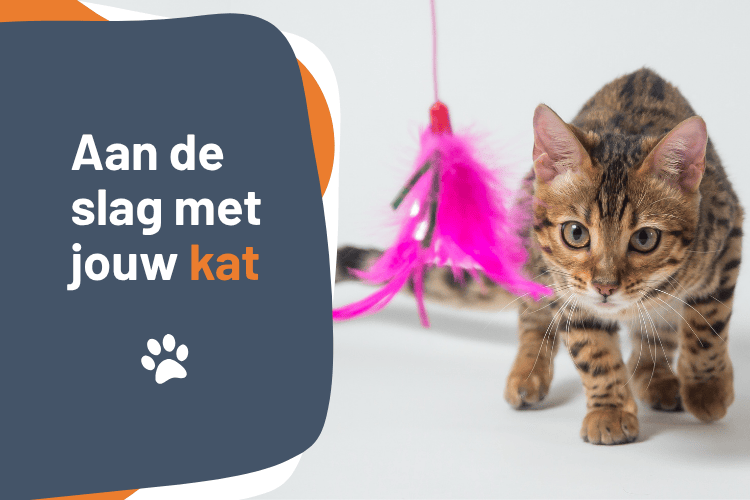 Afbeelding bij online cursus Aan de slag met jouw kat op Soofos